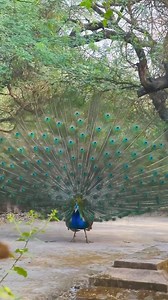 The history of the peacock in India is rich and varied, marked by profound cultural, religious, and symbolic significance. ### Origins and Symbolism The peacock, or « Mayura » in Sanskrit, is native to the Indian subcontinent. It has been revered for millennia for its radiant beauty and spectacular feathers. In Indian iconography, the peacock is often associated with deities and mythological figures. Role in Religion and Mythology 1. **Hinduism**: - The god Krishna is often depicted with a peaco