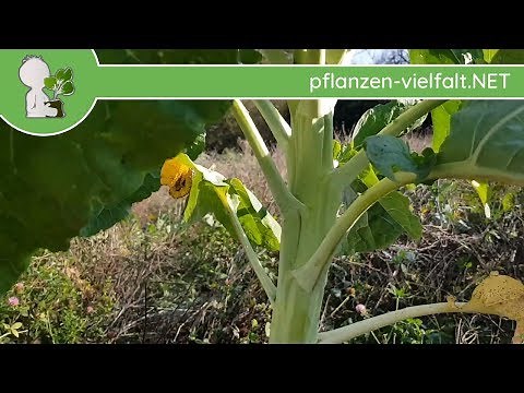Markstammkohl (Futterkohl) - Ganze Pflanze - 26.10.18 - Feldfrüchte