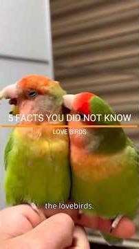 FACTS YOU DID NOT KNOW ABOUT THE LOVE BIRDS. #lovebirds #parrotlover