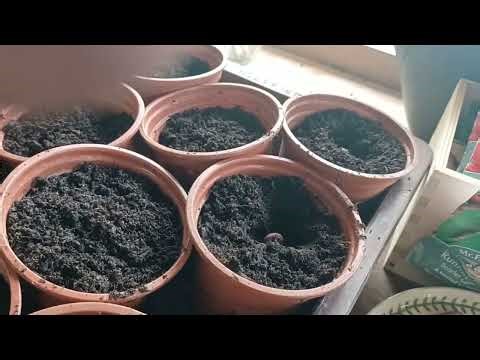 Growing Runner Beans. Part 1 - Sowing seeds