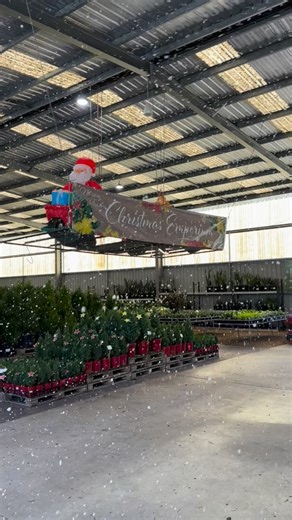 The Nursery Traders Christmas Emporium is officially open! Filled with plenty of Christmas faves, be sure to get in quick as stock is strictly limited! 🌵 Wholesale Plant Nursery located in Brisbane 🌱 Quality plants from over 150 specialty growers 🛒 Open Mon-Fri 7-4, Sat 8-12 💼 Nursery Traders is open exclusively for our wholesale members. Join today - Link in bio Nursery Traders supplies wholesale plants in Queensland to landscapers, retailers, florists, garden care, builders, developers, pl
