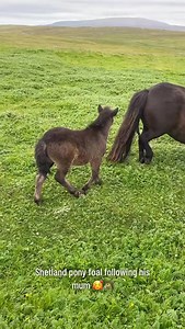 Sweet little ‘Viking’ the Shetland pony foal in his homeland of Shetland🐴🥰 Shetland ponies are an ancient breed, with remains of small ponies being found on the Shetland Isles dating to 2000 years ago! The remoteness of Shetland meant that very few horses were imported which has kept the breed pure. The lack of available fodder (especially in the winter) made these ponies extremely hardy, strong, and resilient - it also possibly accounts for their small stature (which would need less energy th