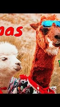 Llama Facts for Kids 🦙 What do you think about Llamas?