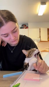 “My cat ate my homework” 📄 (IG: talelindblom) | Cats With Their Tongues Out