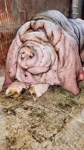 Funny Pig Videos Compilation