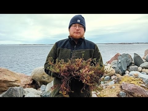 Planter mot Bollholmen, Midsund 🤩