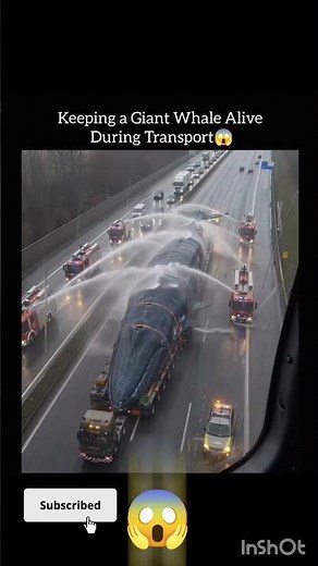 😱How Do You Keep a Giant Whale Alive During Transport? 🐋😱 Incredible Rescue Explained! #technology 🔥