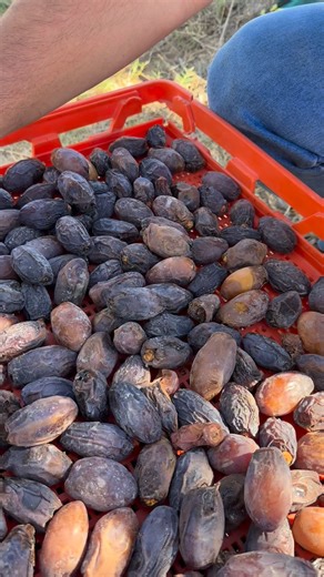 EFECTOS DE LA LLUVIA EN EL DATIL MEDJOOL🌴 | Dela Agrosoy