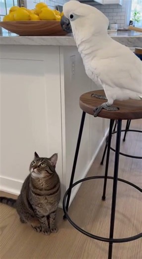 Hilarious Cockatoo vs Cat 4K HD Pet Moment