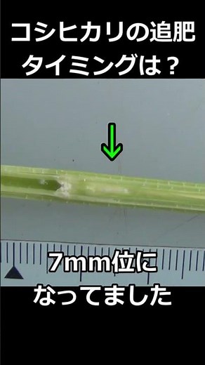 【穂肥】水稲の幼穂長を確認！ペール缶を使って流し込み追肥＃shorts