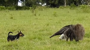 Watch what happens when an anteater attacks a dog