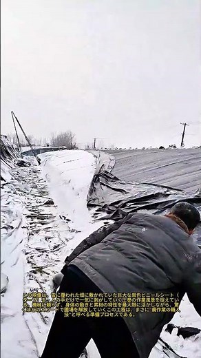畑の準備をマスターする：満足のいく防水シート除去の芸術：雪原から巨大な黒いプラスチックを手作業で驚くほど速く除去する