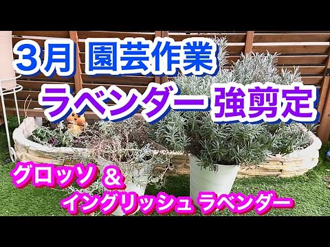 【3月の園芸作業】ラベンダー 強剪定 出来るのは今です❣️ グロッソ＆イングリッシュラベンダー ご紹介