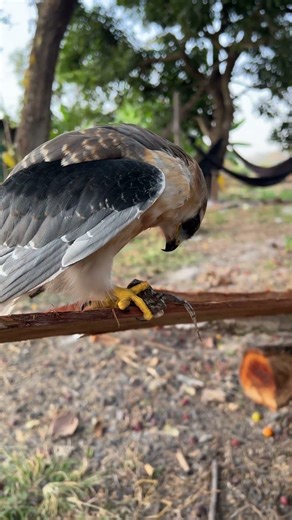 Hawk Eagles hunting bird for food😱🦅#shorts #hawk #birds #eagle #animals #wildlife