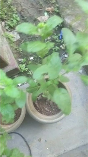 “Tulsi Plant and Aloe Vera Plant | Natural Healing Duo”