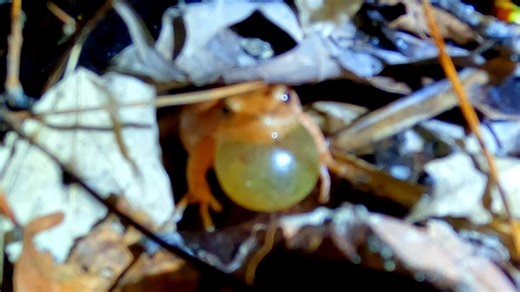 The voice that fills the forest is a tiny frog with powerful lungs