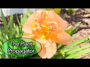 Daylily care and propagation