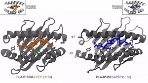 File:Epitope-Flexibility-and-Dynamic-Footprint-Revealed-by-Molecular-Dynamics-of-a-pMHC-TCR-Complex-pcbi.1002404.s001.ogv - Wikimedia Commons