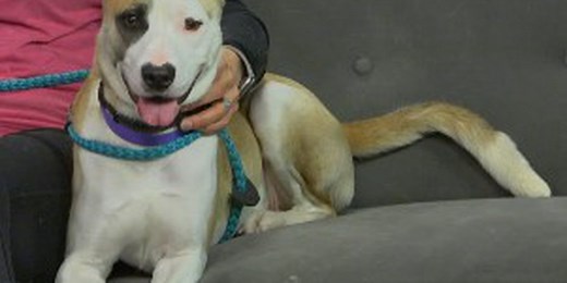 Meet Ruby! WTAP’s Pet of the Week!