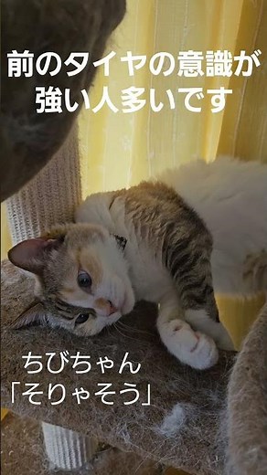 #教習指導員 #ねこ #内輪差#教習 #安全運転 …油断しないでください
