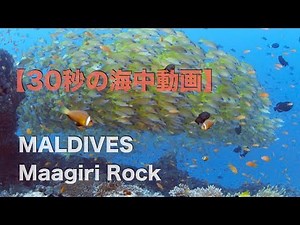 【30秒の海中動画】モルディブ Magiri Rock / Maagiri Rock. Maldives【FULL HD】