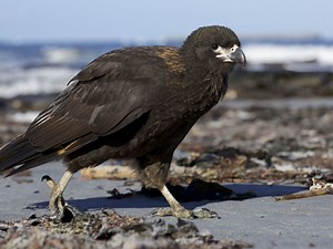 Raptors: A Fistful of Daggers - Nature