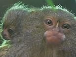 Two tiny pygmy marmoset twins are born at Chester Zoo