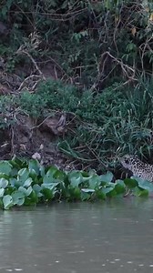 Such a perfect catch, leopard hardly miss his target. | Angel Dan