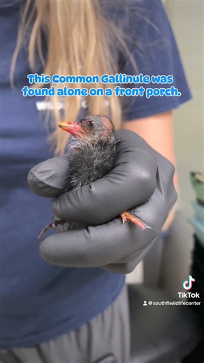 The Common Gallinule is a species of Marshbird with long toes that allow them to walk easily on soft mud and floating vegetation. Tamarac residents transported this Common Gallinule nestling when they found the baby on their doorstep alone. Slightly weak with no major injuries, this patient was sent to our nursery for the first stages of the rehabilitation process. Check out this video from the Nursery! This nestling has a long road ahead. Follow along to see how this Common Gallinule progresses