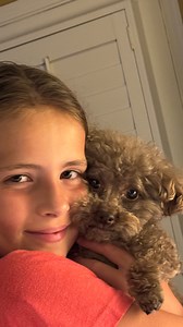 Charlie just got back from the spa! 🐾 Our little 5 lb poodle is lookin’ fresh and feelin’ handsome. Sophia couldn’t stop loving on him—and honestly, who could blame her? He’s the sweetest boy! 💕 #juliasfavs #DogGrooming #PoodleLove #PetMoments | Julia's Favs