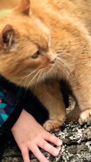 I miss Garfield :( #funny #cute #foryou #cat