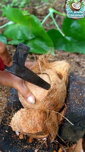 Amazing skill! Removing coconut from its shell