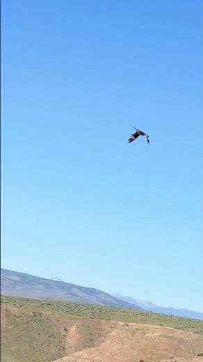 Common Nighthawk “whooshing” boom sound