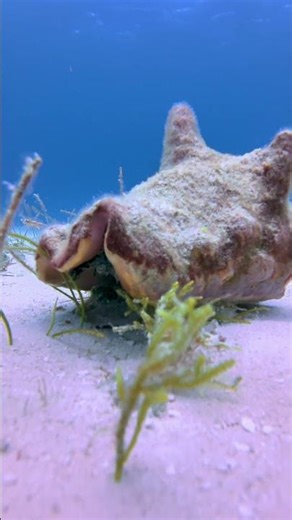 Diving in Cozumel sometimes feels like playing hide and seek. Mexico