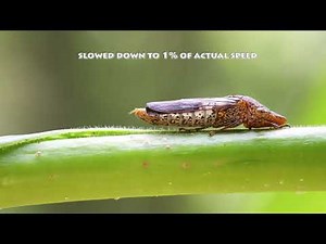 Glassy-Winged Sharpshooter - Catapulting Droplets of Waste