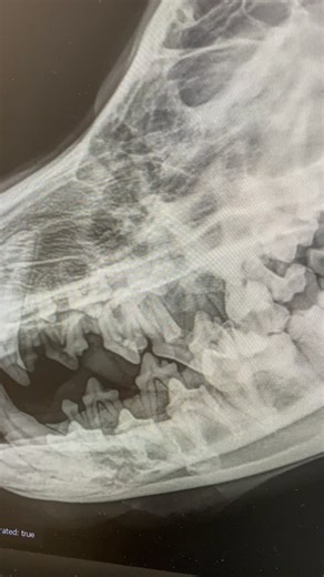 When a curious choice turns into an unexpected discovery. X-rays don’t lie… and neither do pets with bold appetites. . #vet #vettech #vetmed #medical #xray #fishing #fishhook #dog #dogsofinstagram #dogs #vetmedworld #veterinary #pet #hooked #dogstagram #satisfying #asmr | Peter Carlos RVT