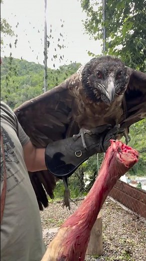 This Vulture EATS BONES — Its Stomach Acid Could Dissolve Metal 🦴