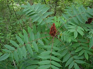 Rhus glabra - Alchetron, The Free Social Encyclopedia