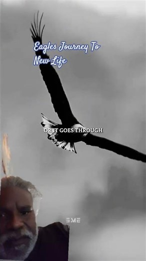 150 Day Journey For Eagles New Life. New Beek, Claws, and Feathers. #nature #eagles #real #nature