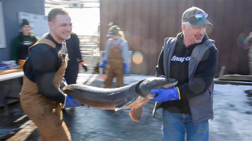 Lake Winnebago sturgeon spearing opens with 1,029 caught