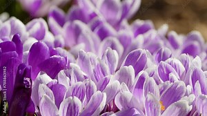 Spring flowers crocuses. Experience the enchanting arrival of spring with this mesmerizing footage of blooming crocuses adorning a picturesque meadow. Close-up Stock Video