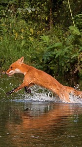 Red Fox running in Water Wincent qFdMG #nature #wildlife #fox | HAWI Studios