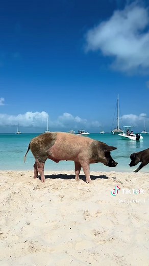 Exploring Pig Beach in the Bahamas: A Unique Adventure