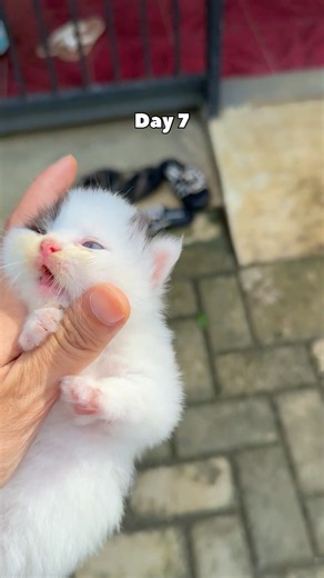 Timelapse cute kitten that grows up beautiful #catvideos #kitten #cat #timelapse #kucing