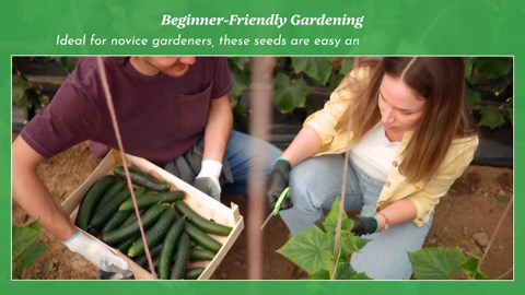 Beit Alpha Persian Cucumber Seeds for Planting - Heirloom, Non-GMO Cucumbers with Mild Flavor & Thin Skin – Fresh Eating Garden Seeds | Woods Creek Seeds