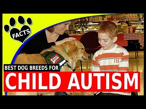 Top 5 Service Dogs for Children with Autism - Dogs 101