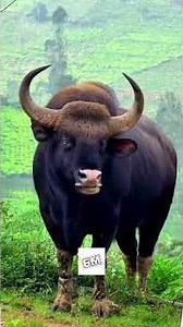 American Bison vs Indian Bison (Gaur) — The Strongest Wins.