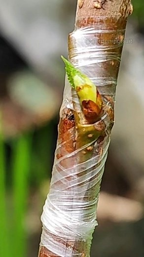 T budding in the rainy season EP139 #seedlings #graftingtips | GardeningFruit