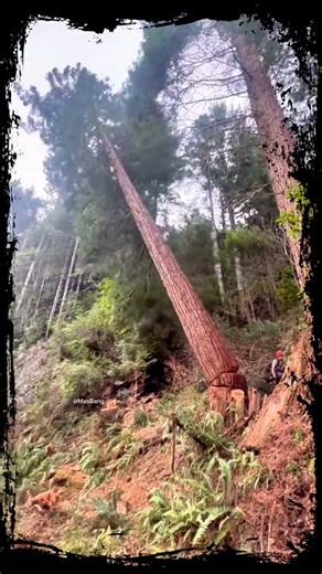 🔥 The Amazing Redwood Logging Expert