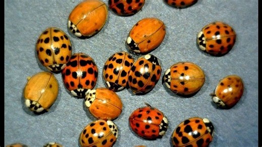 Beetle-mania sweeps Virginia: Asian lady beetles find warmth in homes for the winter